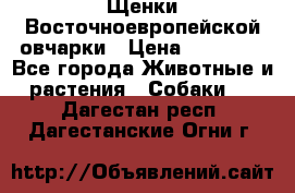 Щенки Восточноевропейской овчарки › Цена ­ 25 000 - Все города Животные и растения » Собаки   . Дагестан респ.,Дагестанские Огни г.